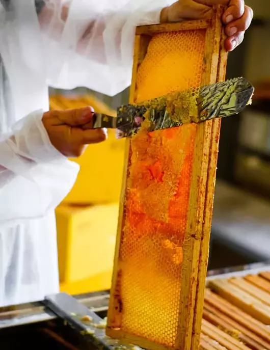 蜂采1 蜂采3合一 | 洗髮沐浴露 500ml