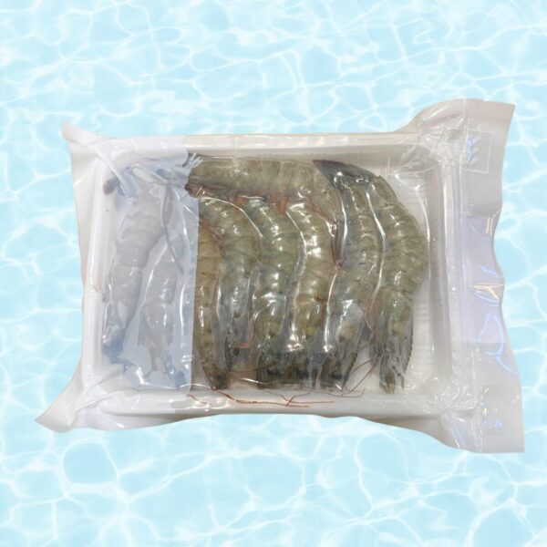 澎湖純海水養殖大白蝦